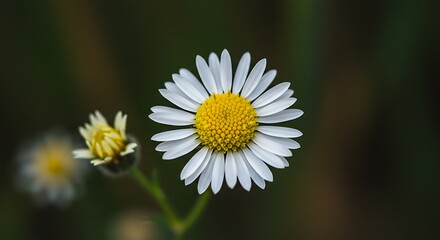 Obraz premium Close up of a vibrant daisy flower with bright yellow center and white petals