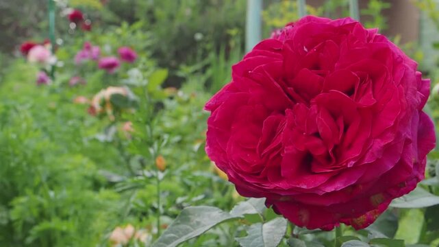 Garden through a red rose. Spring blossoms in english garden. Petals Blooming white rose flower, close-up spring flowers. Holiday, love, birthday design backdrop. Macro Panning shoot. 2025
