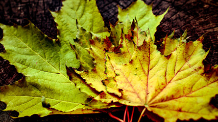 Vibrant yellow maple leaf with detailed veins on weathered wood texture, fall nature macro