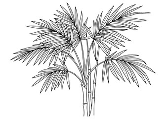 Obraz premium Detailed drawing of an Areca Palm houseplant. Black and white vector botanical illustration of tropical foliage for interior design, logos, and prints.
