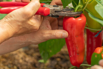A man cuts red peppers from a bush with pruning shears in a greenhouse. Pepper harvesting. Sweet...