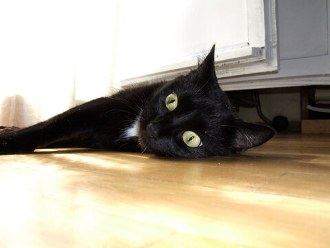 Black cat lying on floor and looking up with wide green eyes