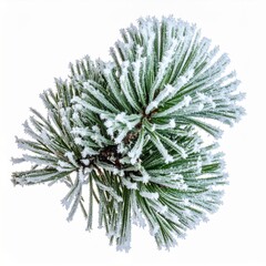 Close up Pine Tree Branch Covered with Frost Against a White Background