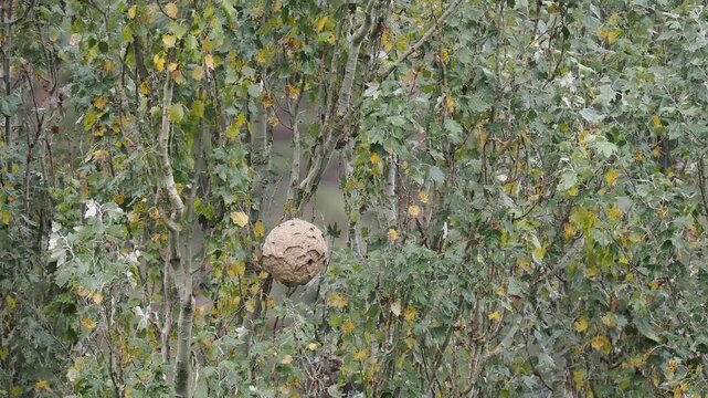 Nest der Asiatischen Hornisse (Vespa velutina) im Moseltal