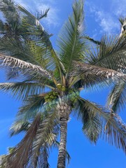 Large cluster of coconuts growing on a tall palm tree. Tropical and exotic scene, perfect for nature, agriculture, and vacation themes.