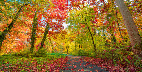 Stunning panoramic autumn landscape colorful wide angle forest view trees leaves peaceful trail sunset sunlight beautiful seasonal nature background. Inspiring outdoor pathway vibrant dream colors