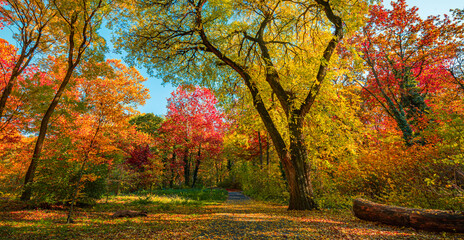 Stunning panoramic autumn landscape colorful wide angle forest view trees leaves peaceful trail sunset sunlight beautiful seasonal nature background. Inspiring outdoor pathway vibrant dream colors