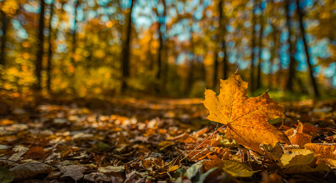 Peaceful closeup autumn leaf forest ground serene warm sunlight blur bokeh trees sky golden orange colors. Beautiful inspire seasonal fall landscape natural background vibrant colorful abstract view