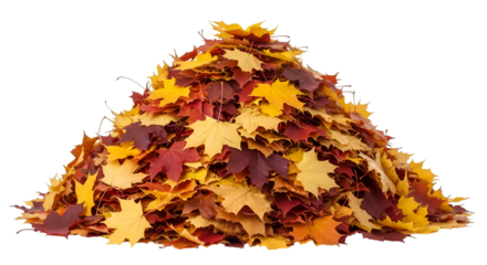 Pile of Autumn Maple Leaves on Black Background fall
