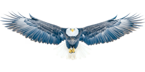 Bald eagle with wide spread wings in flight showcasing detailed feathers and sharp talons