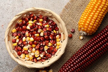Red and yellow corn cobs with kernels on gray textured table, flat lay