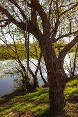 Fototapeta premium Rustic rope swing hanging from a sturdy tree branch by a calm river, evoking childhood memories and summer fun in a peaceful natural setting