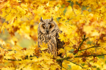 Long eared owl, Scientific name: Asio otus.  Close up of a Long Eared Owl in Autumn, surrounded by colourful, yellow leaves. Facing front.  Horizontal.  Space for copy