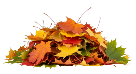 Pile of colorful autumn maple leaves on black background