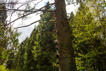 Dark, arrow-shaped markers, seen from behind, are fastened to a robust tree trunk in a sun-drenched forest. Lush canopy frames this tranquil woodland path