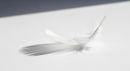 Fototapeta premium A delicate white feather rests on a stark white surface casting a soft shadow