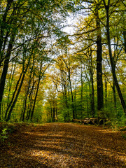 Fototapeta premium Waldweg durch den herbstlichen Mischwald