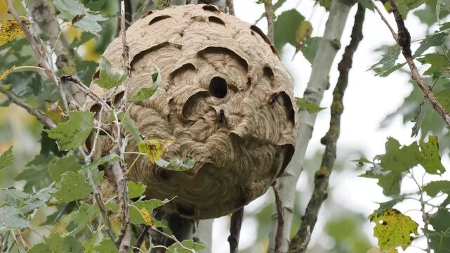 Nest der Asiatischen Hornisse (Vespa velutina) im Moseltal