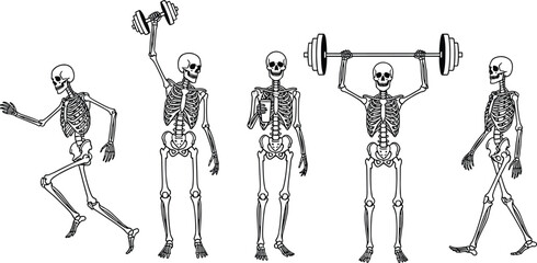 Human skeleton anatomy illustration, skeleton running, skeleton walking, skeleton weightlifting, 