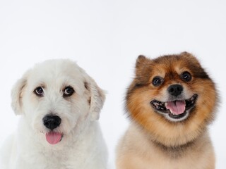 Two dogs are sitting in a studio on a white background, looking happy and healthy.