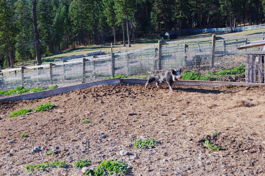Small Pig Exploring a Fenced Dirt Yard in a Rural Farm Setting. Curious small pig walks along a dirt enclosure in a rural farm landscape, surrounded by fences, trees and sparse greenery, conveying a c