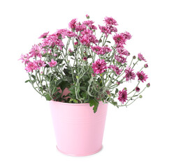 Beautiful pink chrysanthemum flowers in pot isolated on white