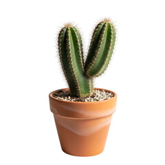 Cactus in Pot Isolated on Transparent Background Representing Minimalist Home Decor and Nature
