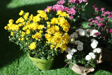 Beautiful yellow, white and pink chrysanthemum flowers on green grass, closeup