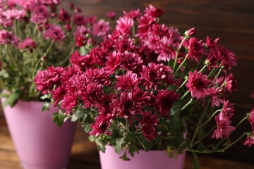 Beautiful pink chrysanthemum flowers in pots on wooden table, closeup