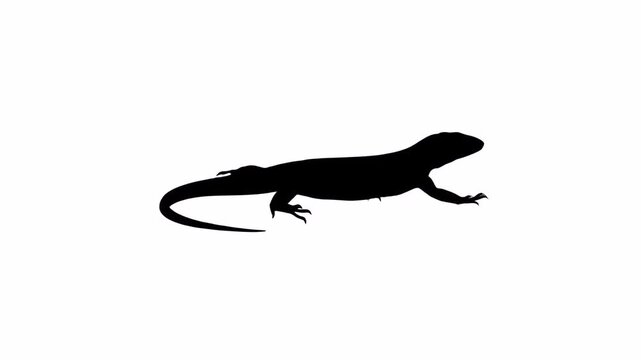 Argentine tegu silhouette isolated on white background. 4k animation video.