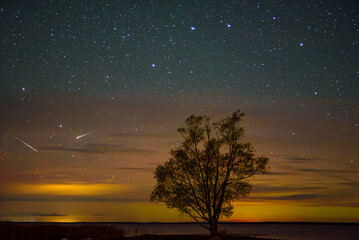 A lone tree silhouetted against a colorful twilight sky filled with stars and meteor streaks above...