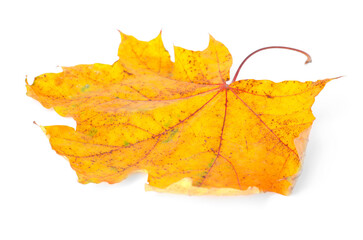 One dry maple leaf isolated on white. Autumn season