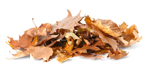 Pile of dry leaves isolated on white. Autumn season