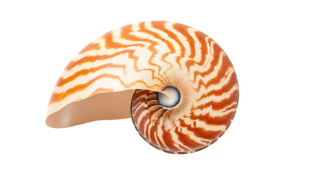 A crosssection of a nautilus shell showing its intricate spiral chambers, isolated on transparent background