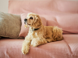 Cocker spaniel dog relaxing on pink couch