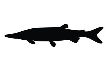 Muskellunge fish silhouette vector, Pike fish black silhouette 