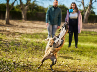 Dog jumping catching ball in park with couple