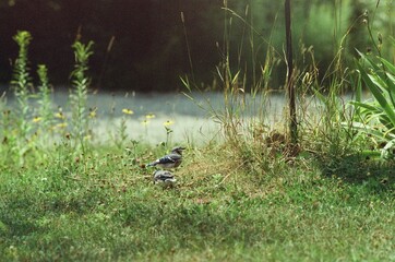 Bird watching on film 