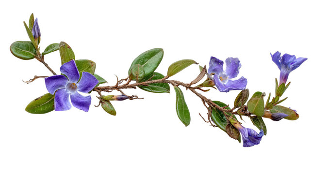 PNG of Purple periwinkle flowers with lush green leaves, showcasing nature's beauty in vibrant colors. - Powered by Adobe