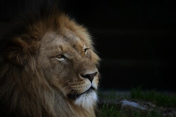 Powerful male lion portrait on a black background, highlighting his golden mane and intense gaze. A dramatic wildlife image full of strength and emotion, perfectly