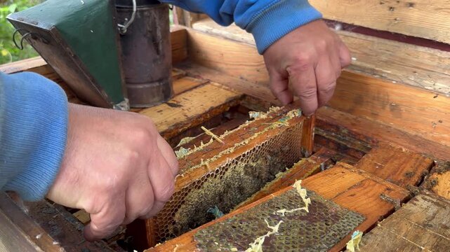 Checking honey production in organic apiary