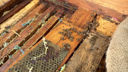 Organic honey production and hive maintenance