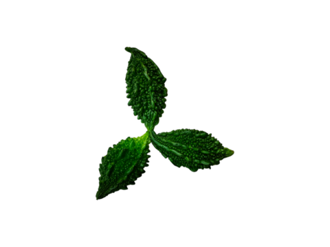 Fresh Bitter Gourd or Bitter Melon or Bitter Squash Trio Isolated in Artistic Style