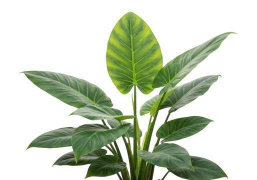 Lush green plant with prominent variegated leaves on a black background.