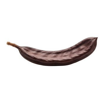 Single dried carob pod with stem brown natural