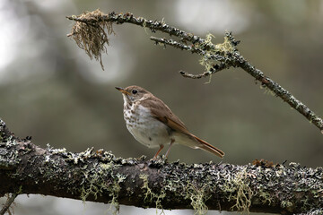 Hermit Thrush Catharus guttatus sitting on a lichen covered branch