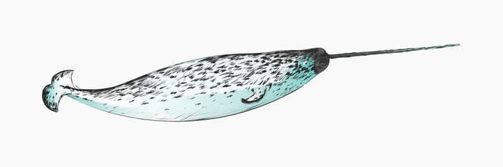 Narwhal sketch animal illustration vector © Rawpixel.com