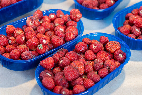 Box of fresh aromatic ripe red wild fragolino strawberries for sale in small town Nemi, Castelli Romani, near Rome, Italy