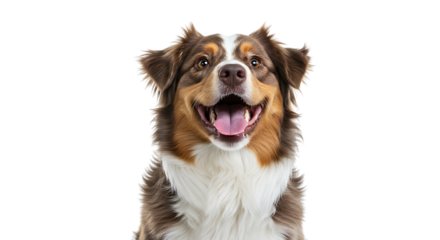 Happy australian shepherd dog isolated on transparent background