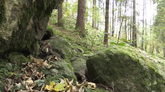 Stone Marten in Orobie Park, Italian Alps &ndash; Wild Animal in Mountain Forest (Full HD)